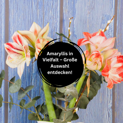 Blühende Eleganz – Amaryllis-Kollektion